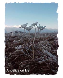 Single Angelica covered in Ice - Winter at Roan Mtn.