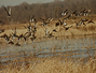 Waterfowl over a pond
