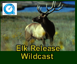 Elk Release Wildcast