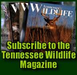 Subscribe to the Tennessee Wildlife Magazine