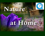 Nature At Home