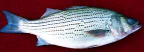 Cherokee Bass