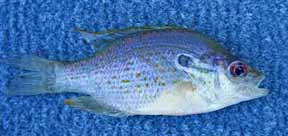 Orangespotted Sunfish