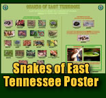 Snakes of East Tennessee Poster