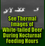 Thermal cam pictures of deer